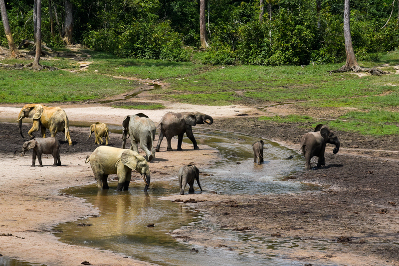 Cameroon Adventure - Douala to Yaounde with National Parks