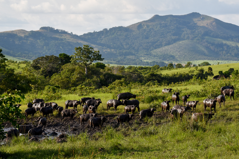 Cameroon Cultural Tour - Douala to Yaounde with Historical Sites